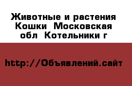 Животные и растения Кошки. Московская обл.,Котельники г.